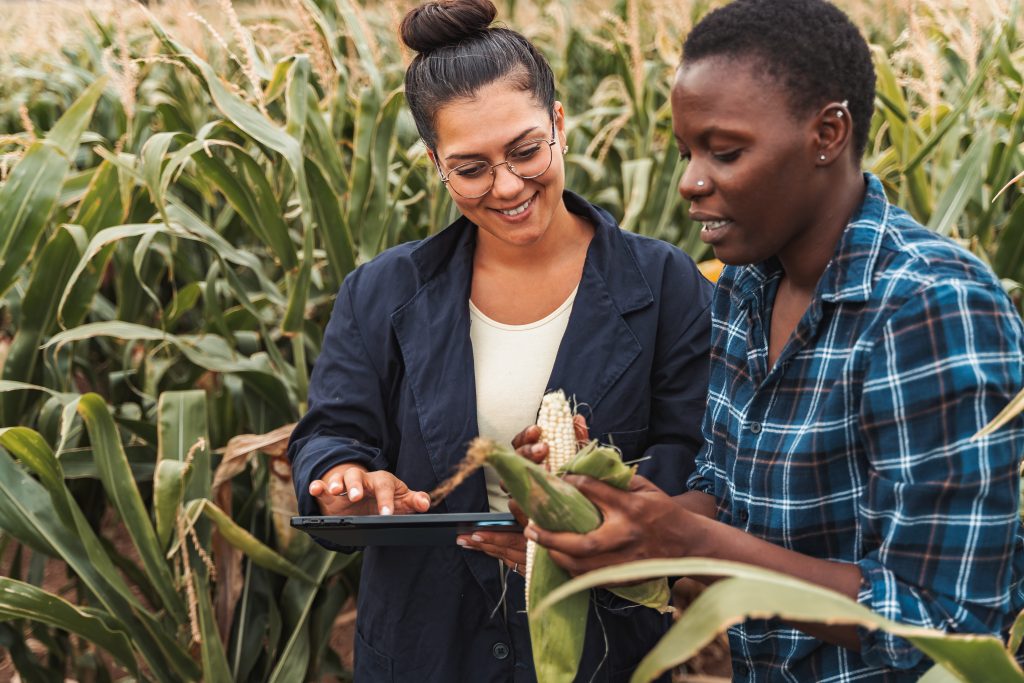 agronomist showing corn cob to farmer using digital tablet in cultivated corn field