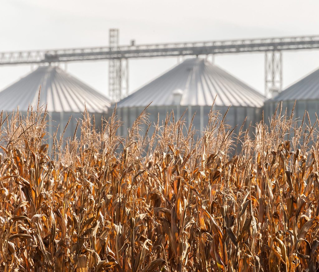 corn field ready to be harvested 2026 01 07 06 00 23 utc 2048x1746