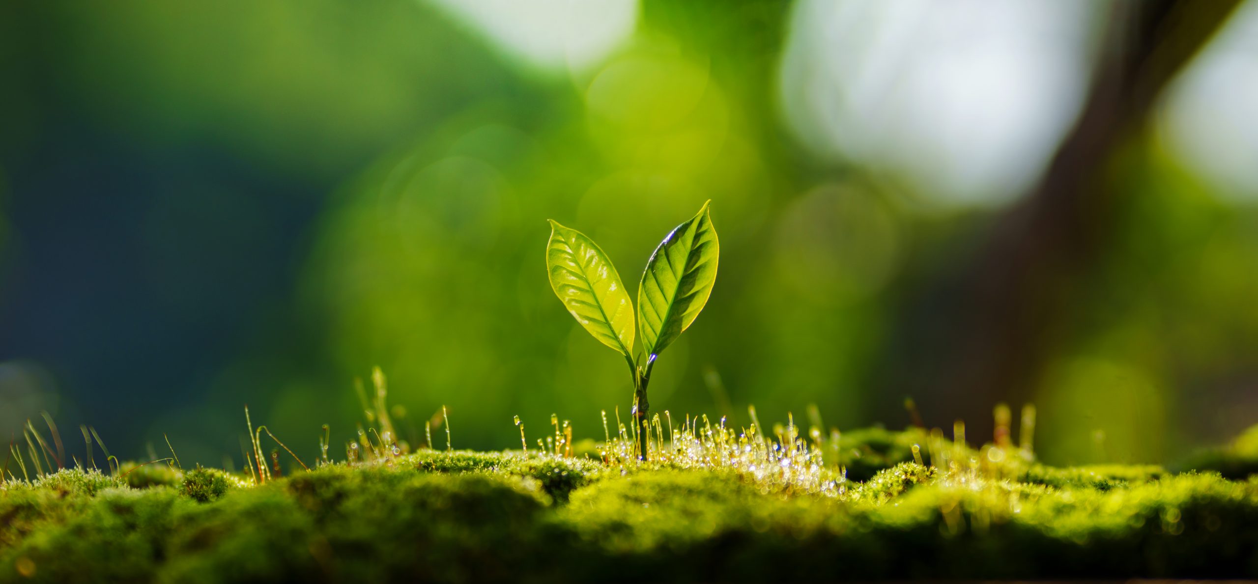 small tree on the ground covered with moss, nature and environme