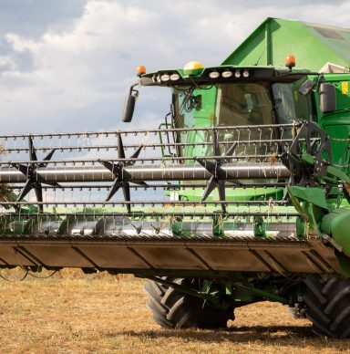 grain harvester working. wheat field harvesting